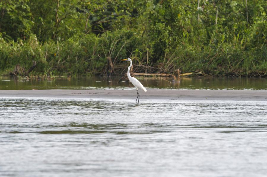 Garza Blanca en Amazonas, Leticia, Colombia