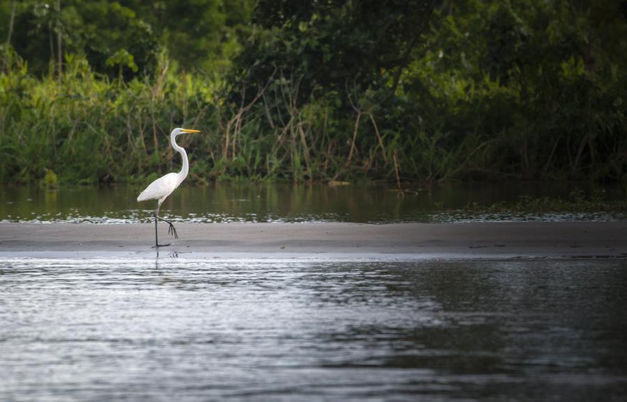 Garza Blanca en Amazonas, Leticia, Colombia