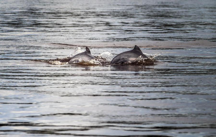 Delfin Rosado, Rio Amazonas, Amazonas, Leticia, Co...