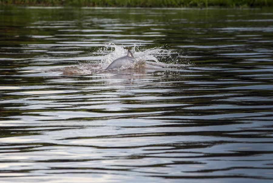 Delfin Rosado, Rio Amazonas, Amazonas, Leticia, Co...