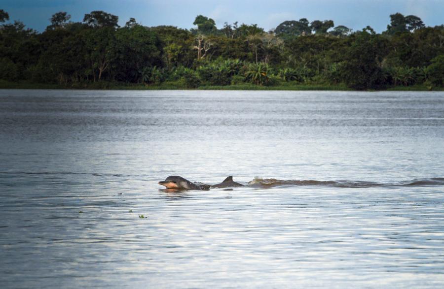 Delfin Rosado, Rio Amazonas, Amazonas, Leticia, Co...