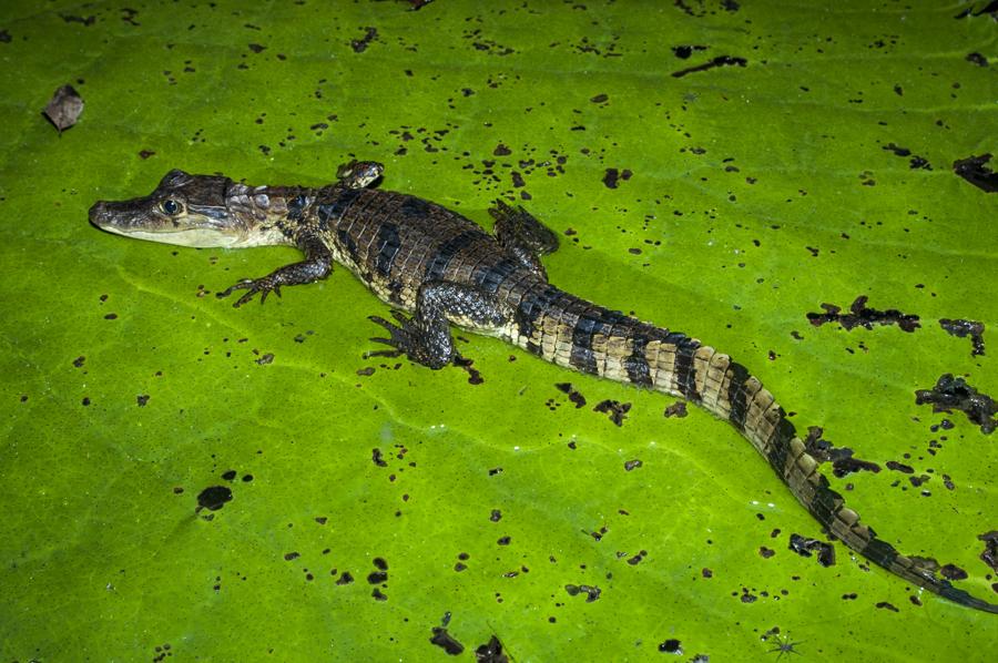 Babilla en Amazonas, Leticia, Colombia