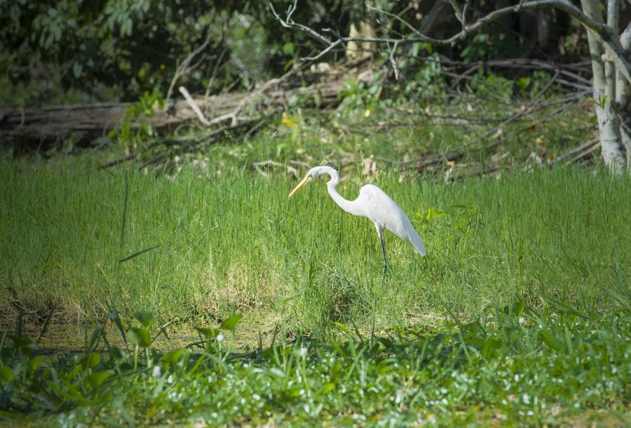 Garza Blanca en Amazonas, Leticia, Colombia