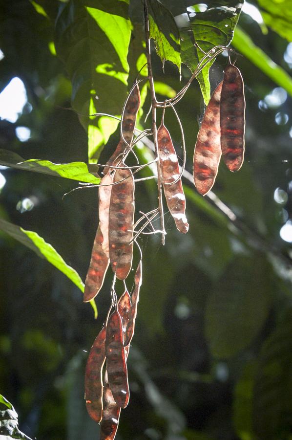 Detalle de una Semilla, Amazonas, Leticia, Colombi...