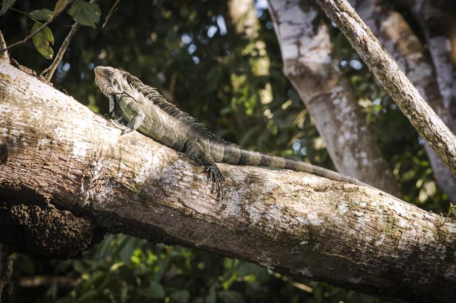 Iguana Verde, Amazonas, Leticia, Colombia