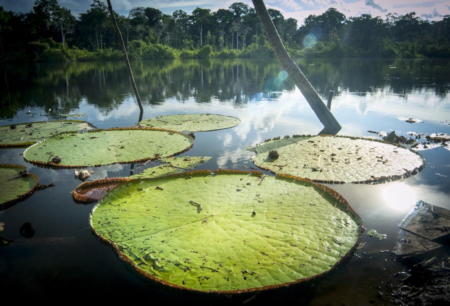 Victoria Amazonica, Amazonas, Leticia, Colombia