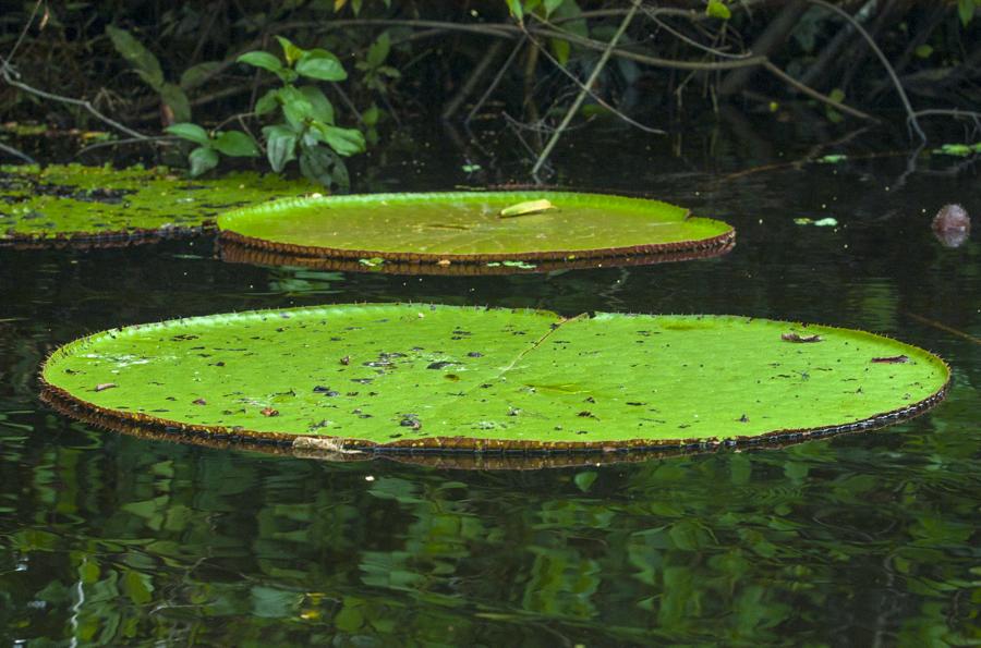 Victoria Amazonica, Amazonas, Leticia, Colombia