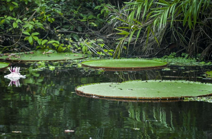 Victoria Amazonica, Amazonas, Leticia, Colombia