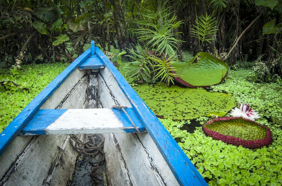 Victoria Amazonica, Amazonas, Leticia, Colombia