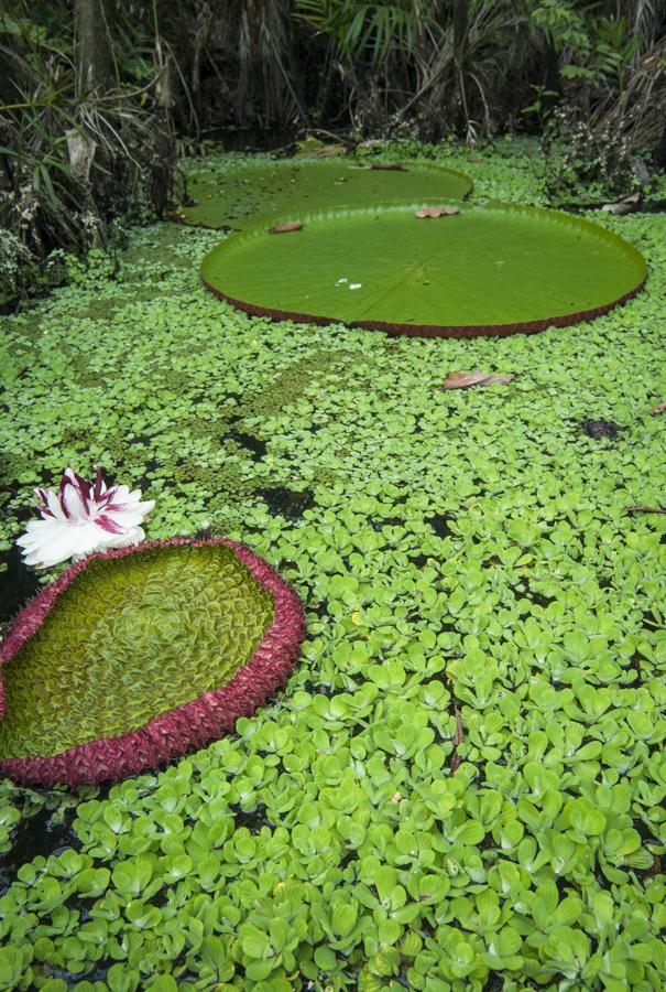 Amazonas, Leticia, Colombia