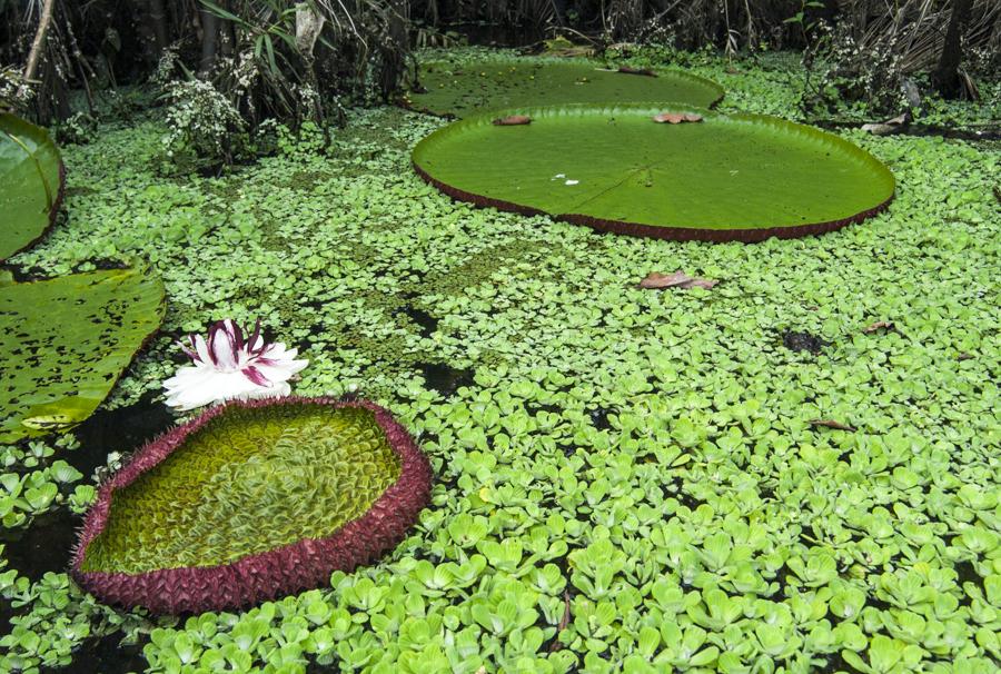 Victoria Amazonica, Amazonas, Leticia, Colombia