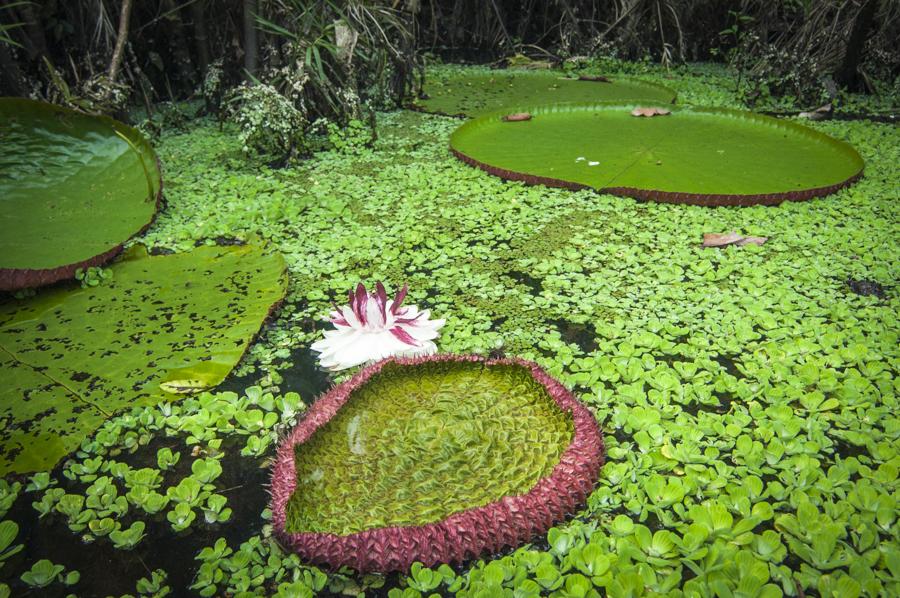 Victoria Amazonica, Amazonas, Leticia, Colombia