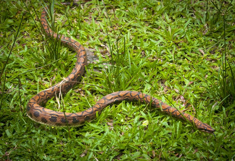 Detalle de una Serpiente, Amazonas, Leticia, Colom...