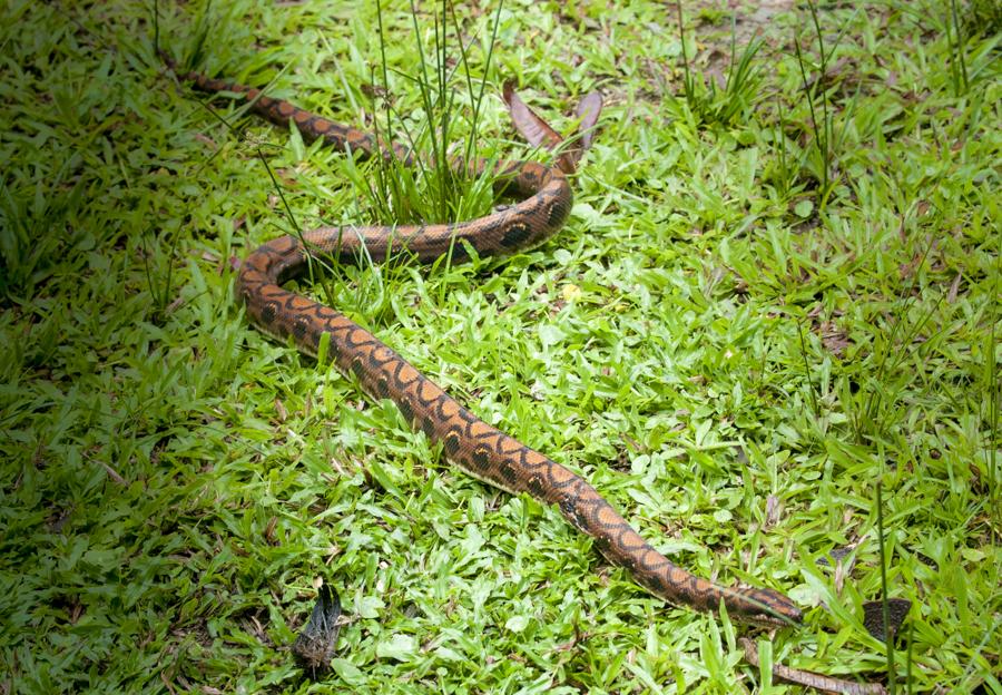 Detalle de una Serpiente, Amazonas, Leticia, Colom...