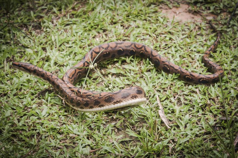 Detalle de una Serpiente, Amazonas, Leticia, Colom...