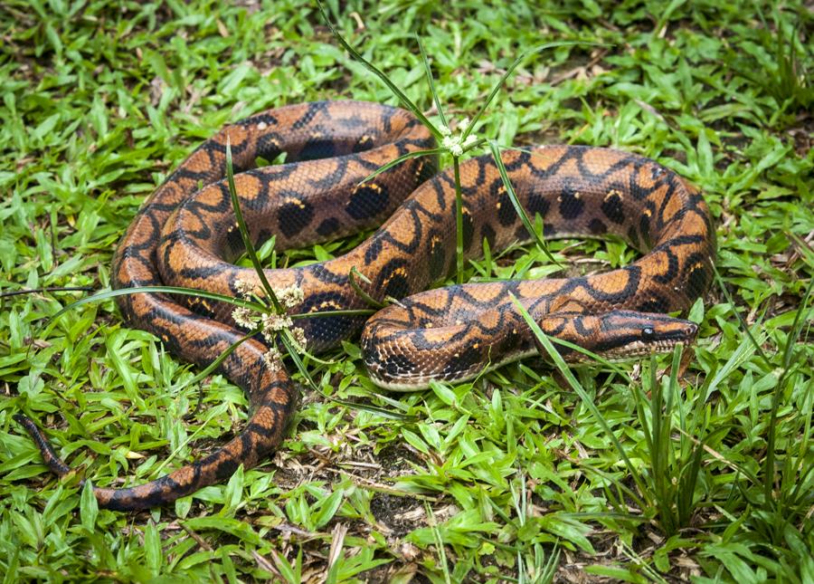 Detalle de una Serpiente, Amazonas, Leticia, Colom...