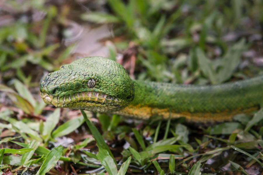 Detalle de una Serpiente, Amazonas, Leticia, Colom...