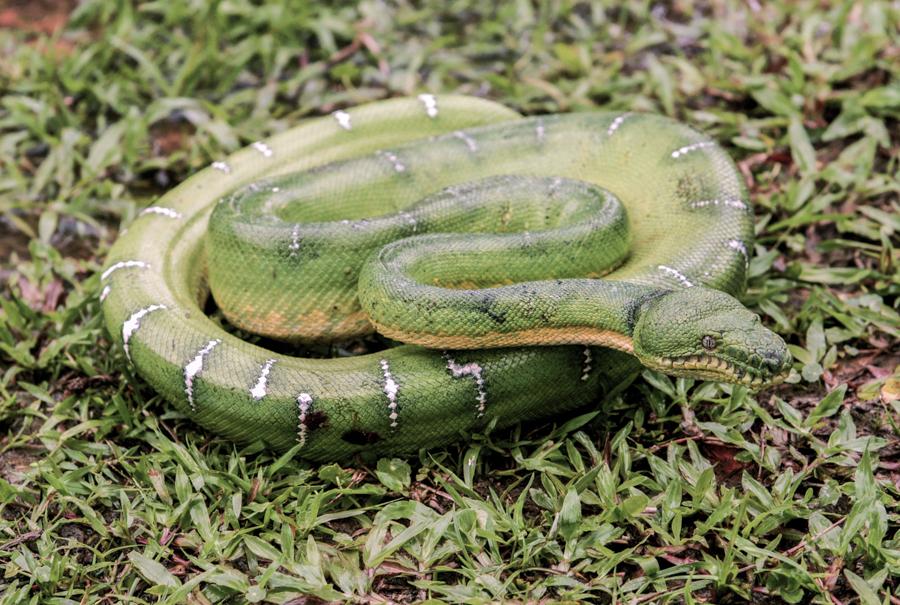 Detalle de una Serpiente, Amazonas, Leticia, Colom...