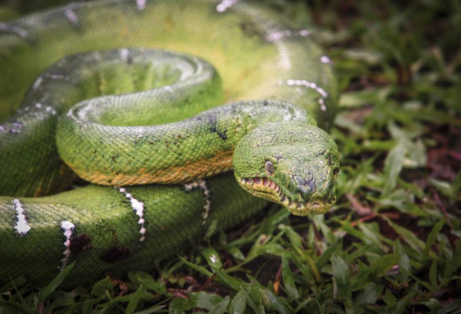 Detalle de una Serpiente, Amazonas, Leticia, Colom...