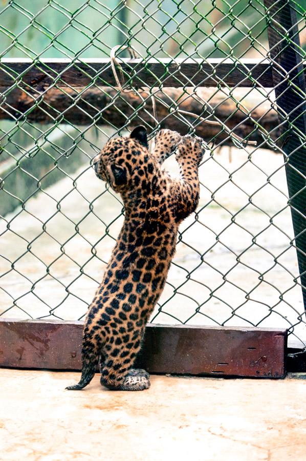 Jaguar Amazonas, Leticia, Colombia