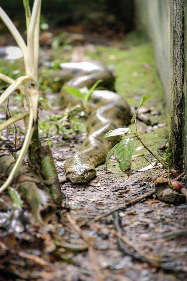 Serpiente Amazonas, Leticia, Colombia