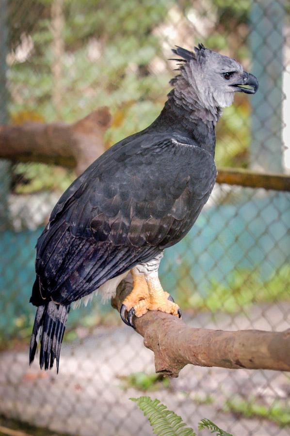 Aguila Arpia Amazonas, Leticia, Colombia