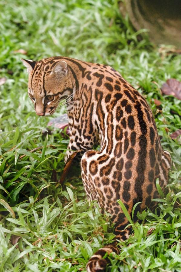 Jaguar Amazonas, Leticia, Colombia