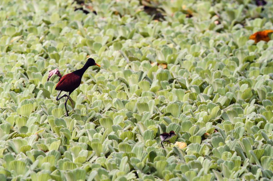 Jacana Pajaro Amazonas, Leticia, Colombia