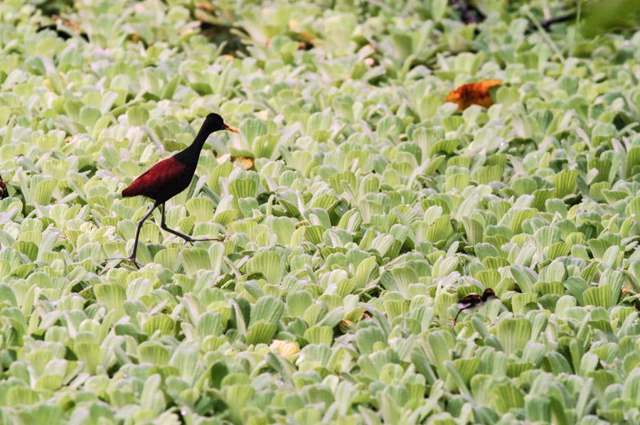 Jacana Pajaro Amazonas, Leticia, Colombia