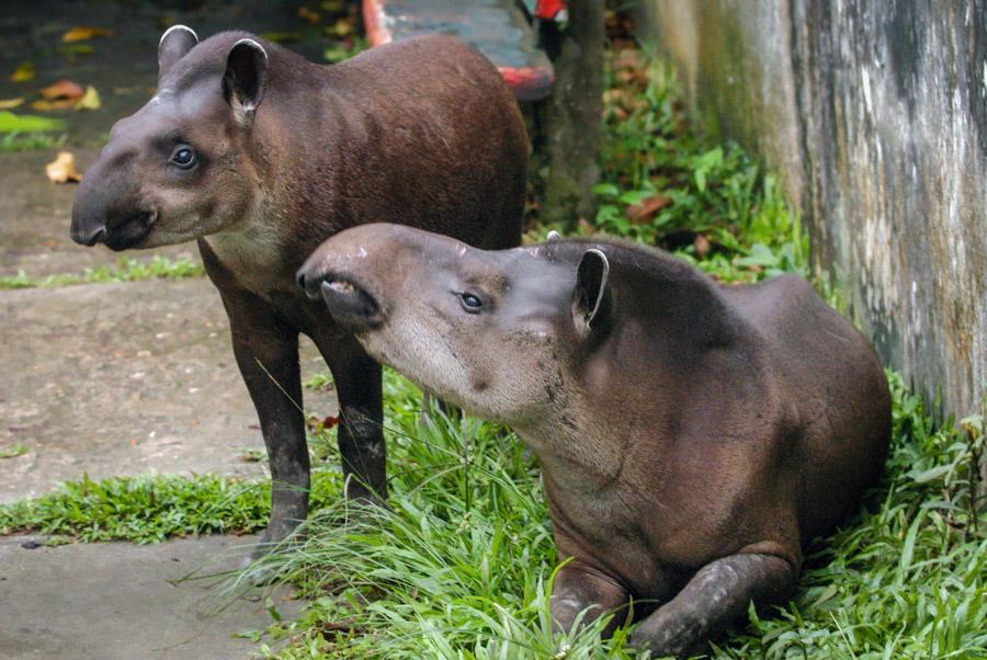 Tapir Amazonas, Leticia, Colombia