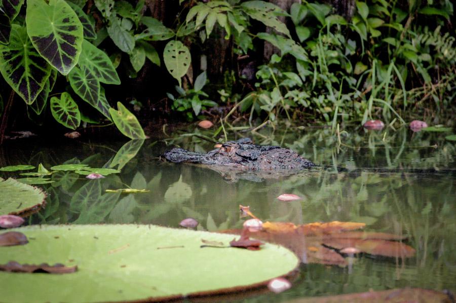 Cocodrilo Amazonas, Leticia, Colombia