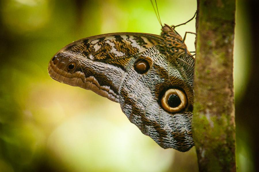 Caligo Amazonas, Leticia, Colombia