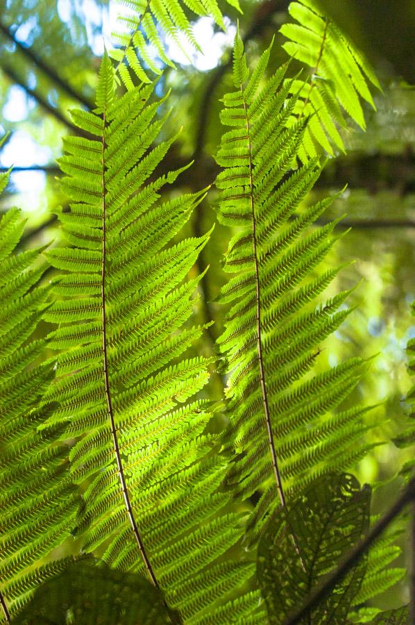 Asplenium Helecho Amazonas, Leticia, Colombia