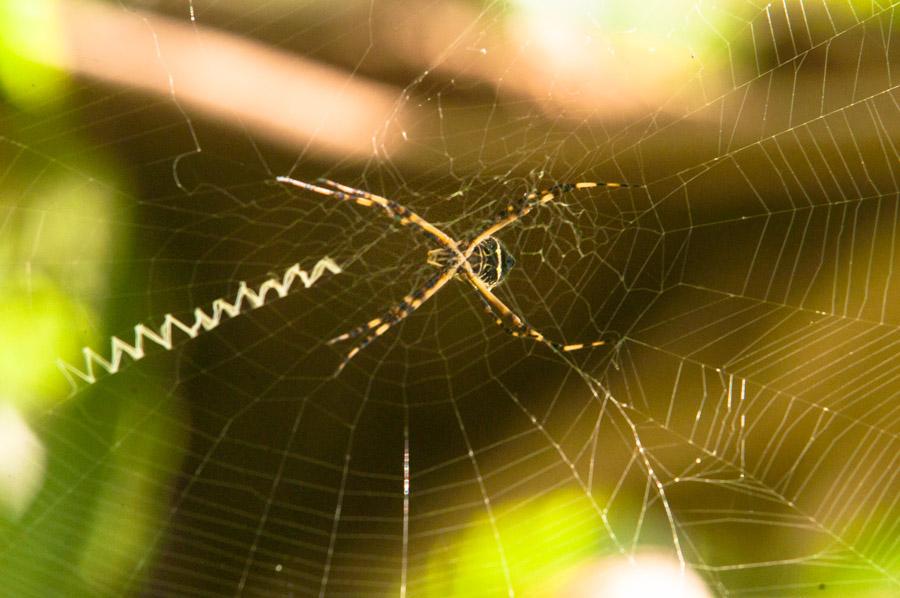  Araña Argiope Amazonas, Leticia, Colombia