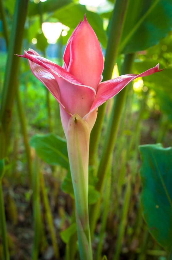 Heliconia Amazonas, Leticia, Colombia