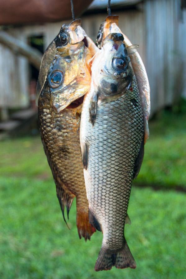 Peces Amazonas, Leticia, Colombia