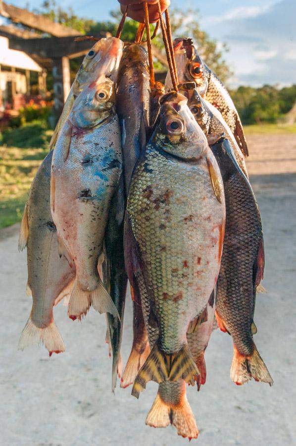 Peces Amazonas, Leticia, Colombia