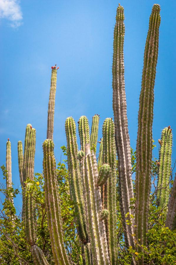 Detalle de un Cactus, Desierto de la Tatacoa, Vall...