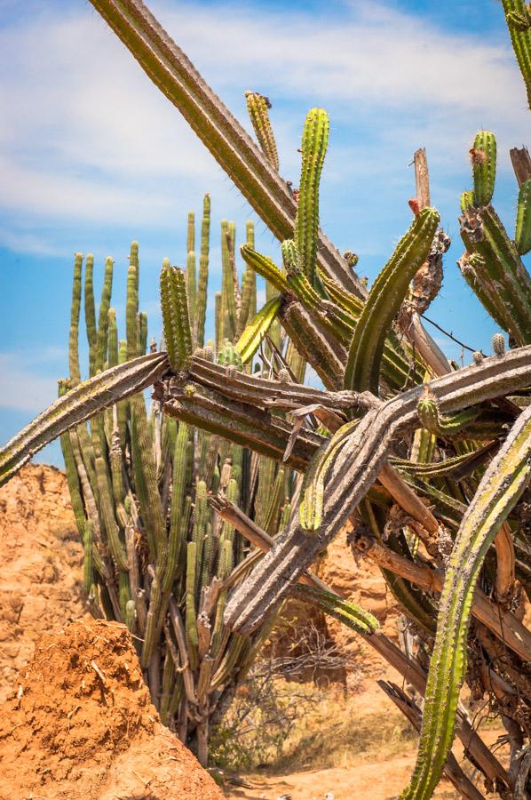 Detalle de un Cactus, Desierto de la Tatacoa, Vall...