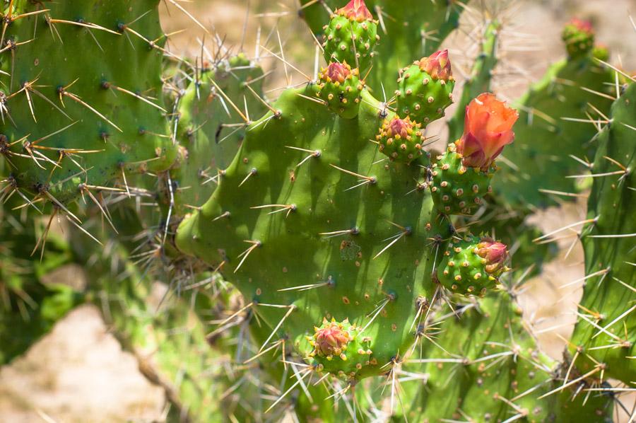 Detalle de un Cactus, Desierto de la Tatacoa, Vall...