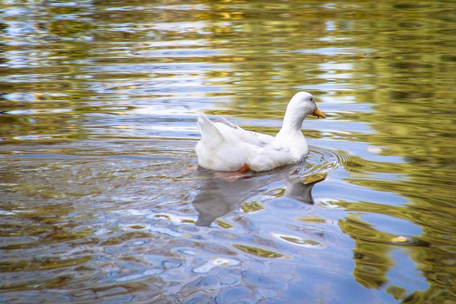 Pato en el Agua