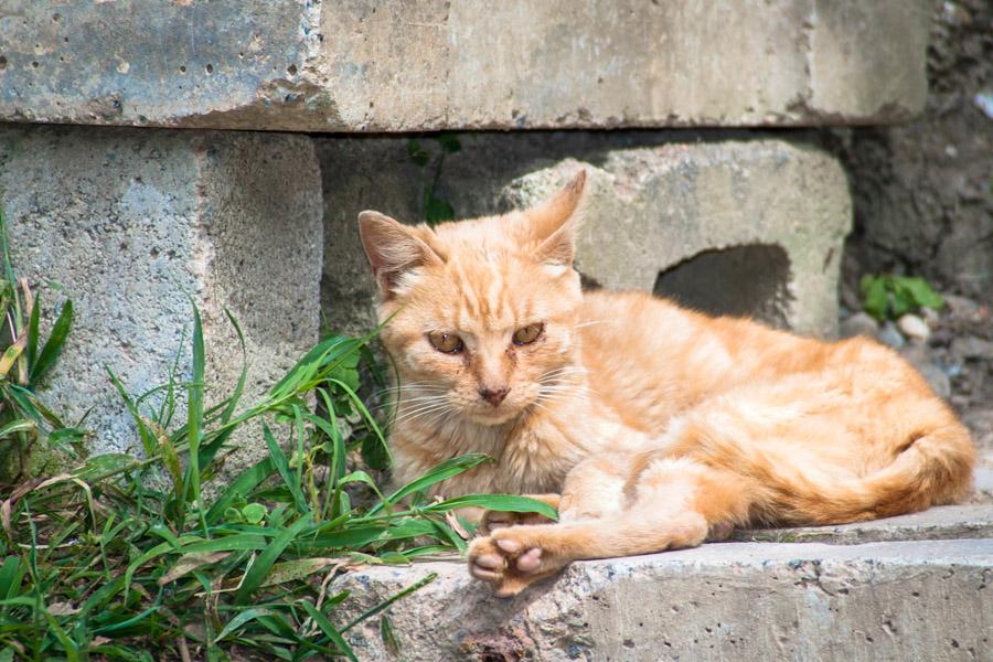 Gato Acostado en el Piso