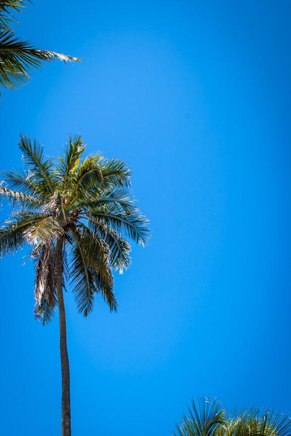 Palmeras en el Cielo