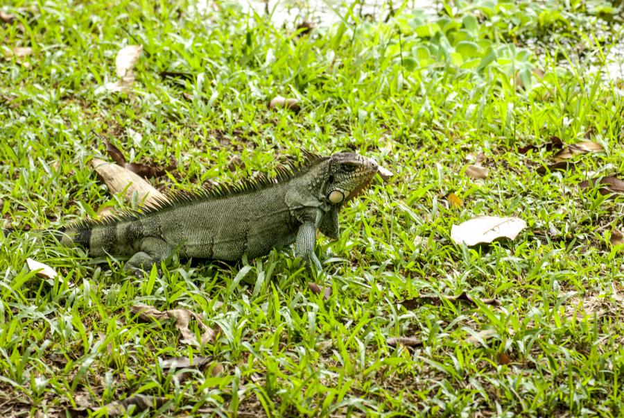 Bioparque Los Ocarros, Villavicencio, Meta, Colomb...