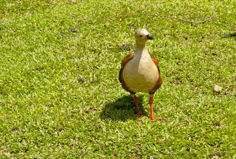 Bioparque Los Ocarros, Villavicencio, Meta, Colomb...