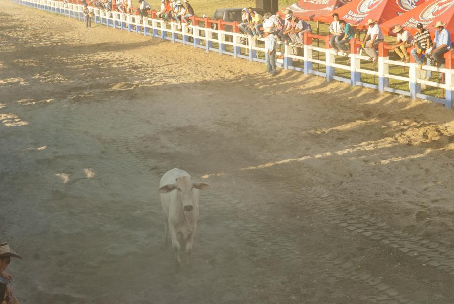 Festival Internacional Folclorico y Turistico del ...