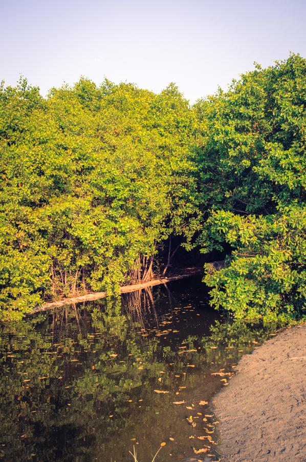 Manglar en Playa Bello Horizonte, Santa Marta, Mag...