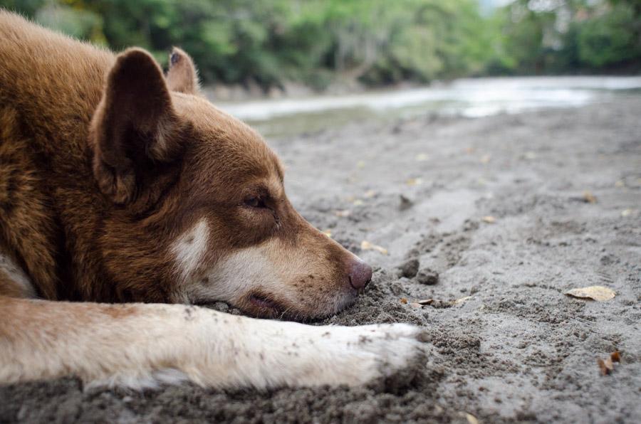 Perro Criollo