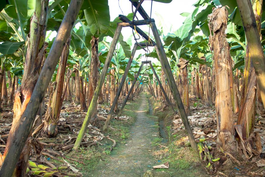 Zona Bananera, Chigorodo, Uraba, Antioquia, Colomb...