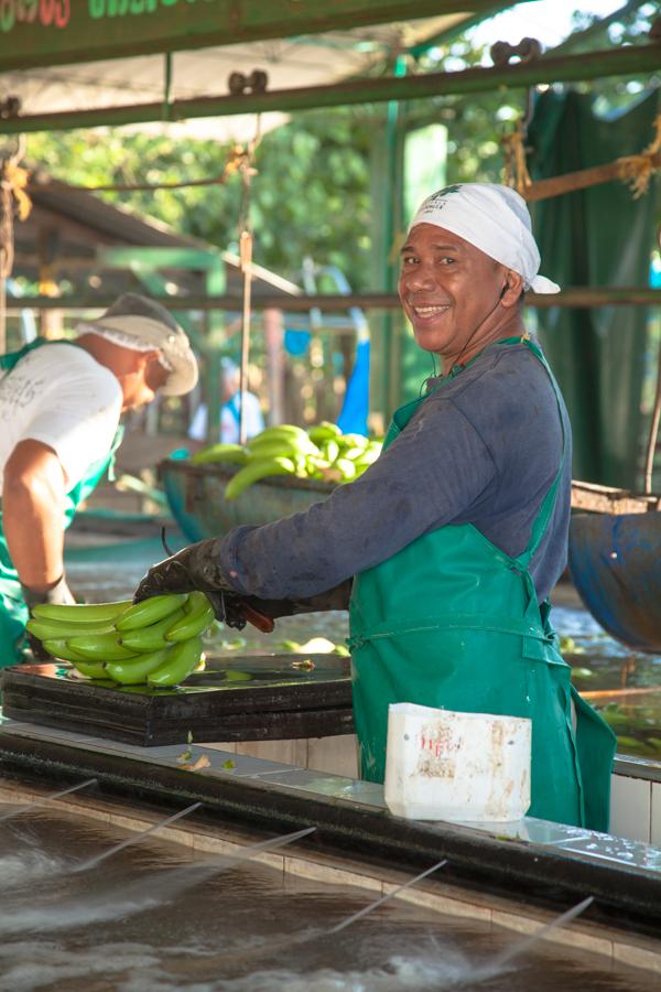 Trabajador de la Zona Bananera, Chigorodo, Uraba, ...